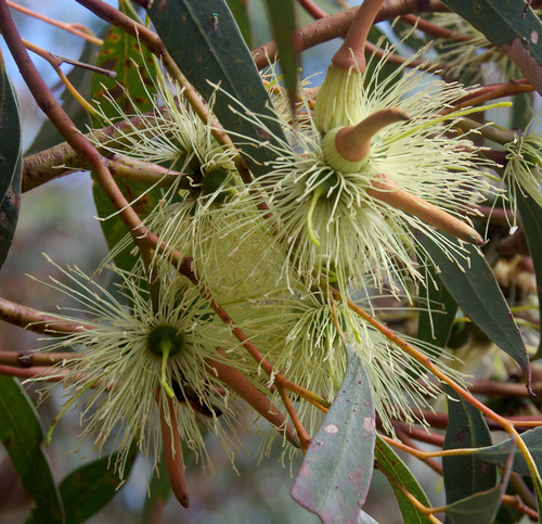 Eucalyptus cornuta Labill.