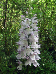 Dactylorhiza fuchsii