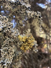 Vulpicida canadensis