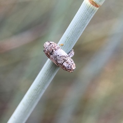 Orthorhinus