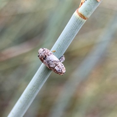 Orthorhinus