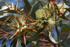 Eucalyptus cornuta