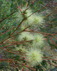 Eucalyptus cornuta