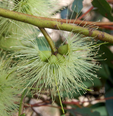 Eucalyptus cornuta