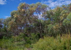 Eucalyptus cornuta