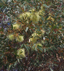 Eucalyptus cornuta