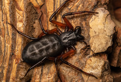 Platyoides walteri