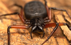 Platyoides walteri
