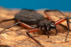Platyoides walteri