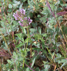 Trifolium obtusiflorum
