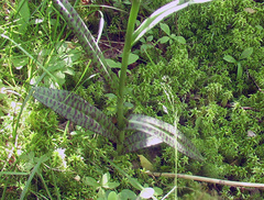 Dactylorhiza fuchsii