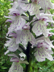 Dactylorhiza fuchsii