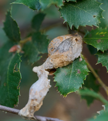 Heteroecus dasydactyli