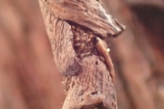 Piestoceros conjunctella