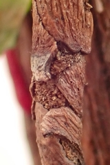 Piestoceros conjunctella