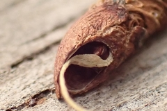 Piestoceros conjunctella