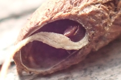 Piestoceros conjunctella