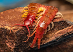 Cormocephalus nitidus