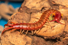 Cormocephalus nitidus