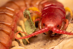 Cormocephalus nitidus