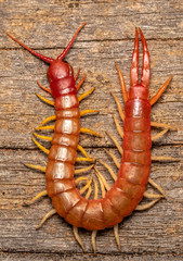 Cormocephalus nitidus