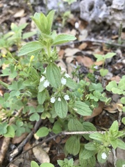 Stachydeae
