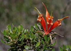 Lambertia inermis inermis