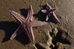Astropecten verrilli