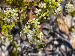 Platysace commutata