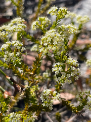 Platysace commutata