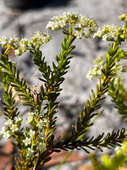 Platysace commutata