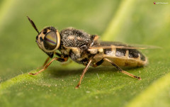 Oplodontha pulchriceps