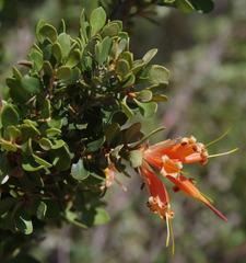 Lambertia inermis inermis