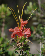 Lambertia inermis inermis