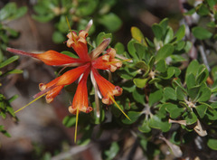 Lambertia inermis inermis