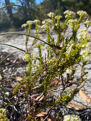 Platysace commutata