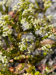 Platysace commutata