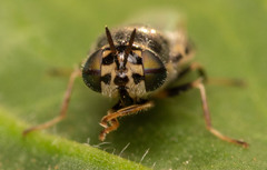 Oplodontha pulchriceps