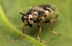Oplodontha pulchriceps