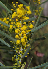Acacia subcaerulea