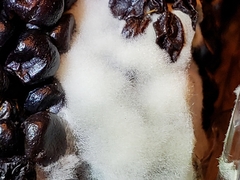 Penicillium
