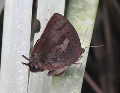 Arhopala madytus