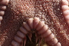 Astropecten verrilli