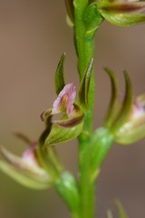 Prasophyllum subbisectum