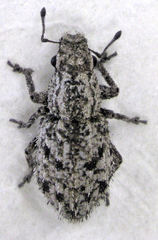 Floresianus sordidus