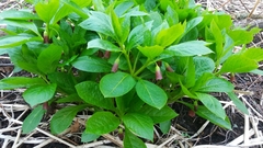 Scopolia carniolica