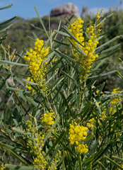 Acacia subcaerulea