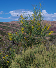 Acacia subcaerulea