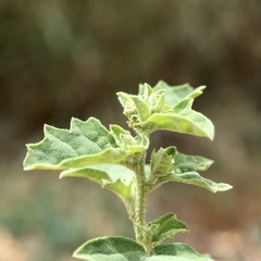 Atriplex leptocarpa