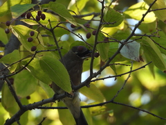 Bombycilla cedrorum